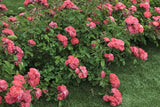 Coral Drift® Groundcover Rose | Coral Drift® 'Meidrifora' PP 19,148 CPBR 4,871