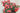 Coral Drift® Groundcover Rose | Coral Drift® 'Meidrifora' PP 19,148 CPBR 4,871