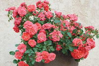 Coral Drift® Groundcover Rose | Coral Drift® 'Meidrifora' PP 19,148 CPBR 4,871