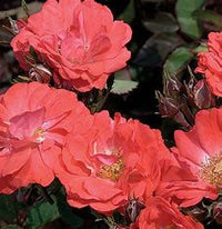 Coral Drift® Groundcover Rose | Coral Drift® 'Meidrifora' PP 19,148 CPBR 4,871