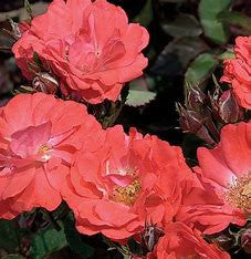 Coral Drift® Groundcover Rose | Coral Drift® 'Meidrifora' PP 19,148 CPBR 4,871