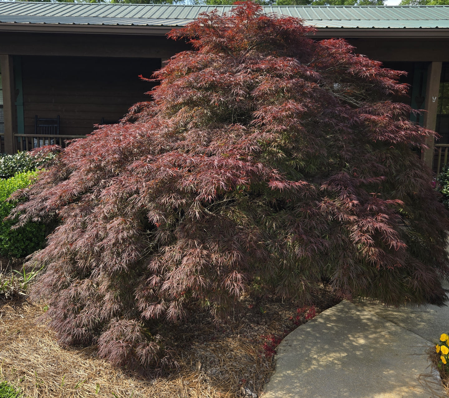 Crimson Queen Maple