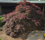 Crimson Queen Maple