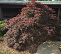 Crimson Queen Maple