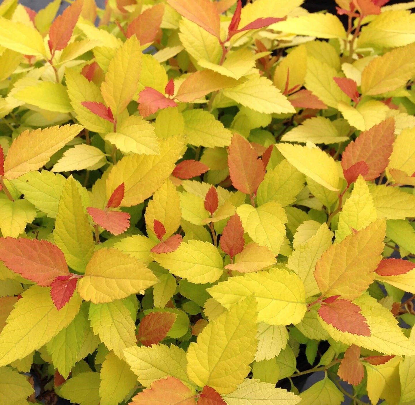 Candy Corn® Spirea | Double Play® Candy Corn® Spiraea japonica 'NCSX1' USPP 28,313, Can 6,176