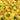 Candy Corn® Spirea | Double Play® Candy Corn® Spiraea japonica 'NCSX1' USPP 28,313, Can 6,176