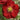 Scarlet Storm Double Take Flowering Quince