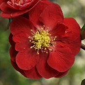 Scarlet Storm Double Take Flowering Quince |Chaenomeles speciosa ‘Double Take Scarlet’ USPP 20,951