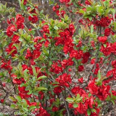 Scarlet Storm Double Take Flowering Quince |Chaenomeles speciosa ‘Double Take Scarlet’ USPP 20,951