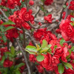 Scarlet Storm Double Take Flowering Quince |Chaenomeles speciosa ‘Double Take Scarlet’ USPP 20,951