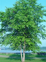 Dura Heat ® River Birch Tree Multi-Stem | Betula nigra ‘BNMTF’