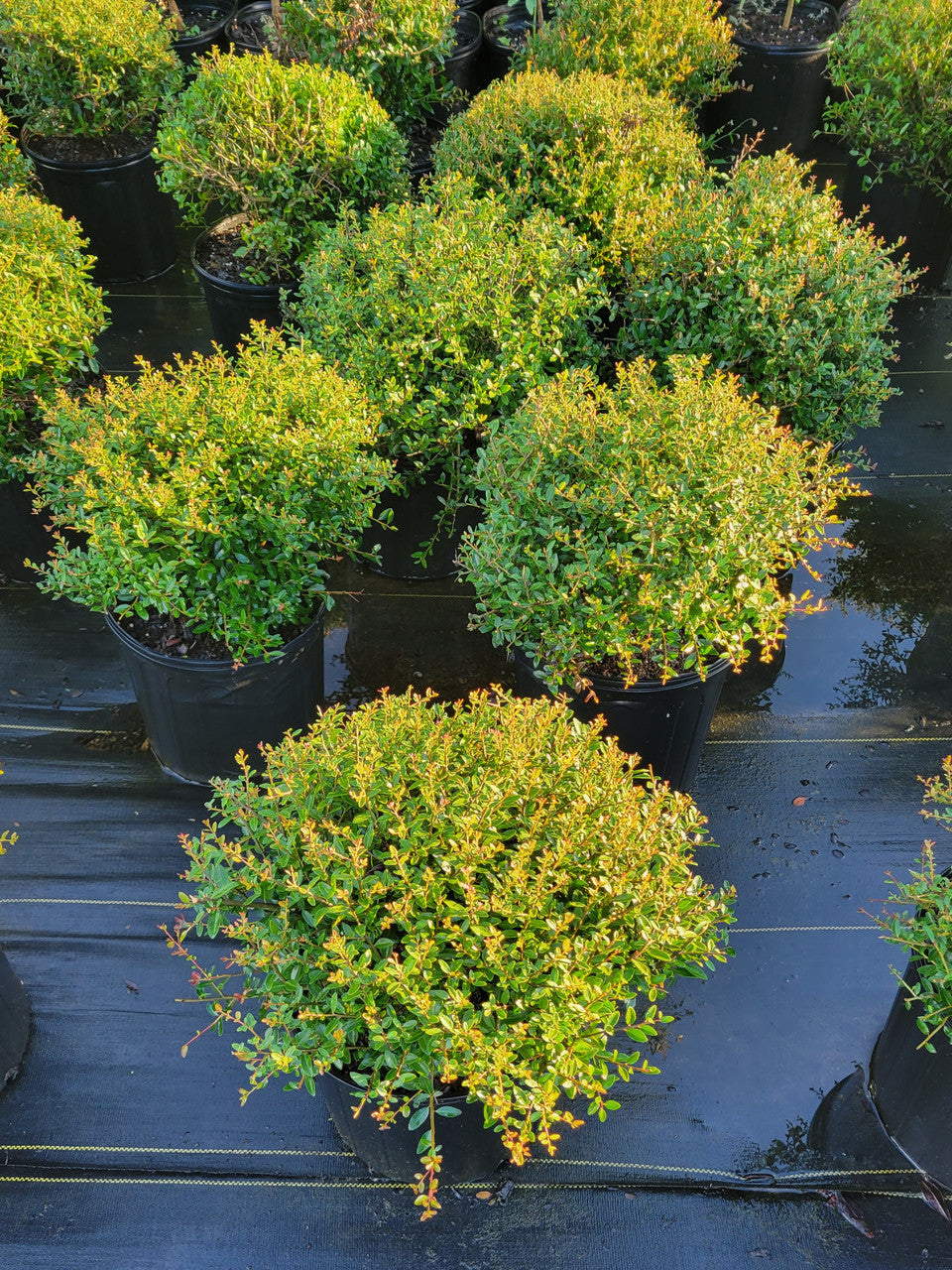Dwarf Yaupon Holly ‘Stokes’ (Ilex vomitoria) Shrub – Plant Factory Direct