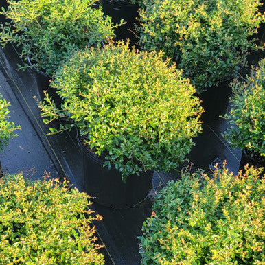 Dwarf Yaupon Holly | Ilex vomitoria 'Stokes Dwarf'