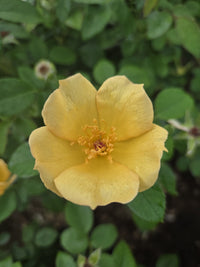 Easy Bee-zy™ Knock Out® ‘SRPylwko’ PP 35,465 CBPRAF