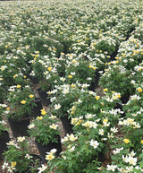 Easy Bee-zy™ Knock Out® ‘SRPylwko’ PP 35,465 CBPRAF