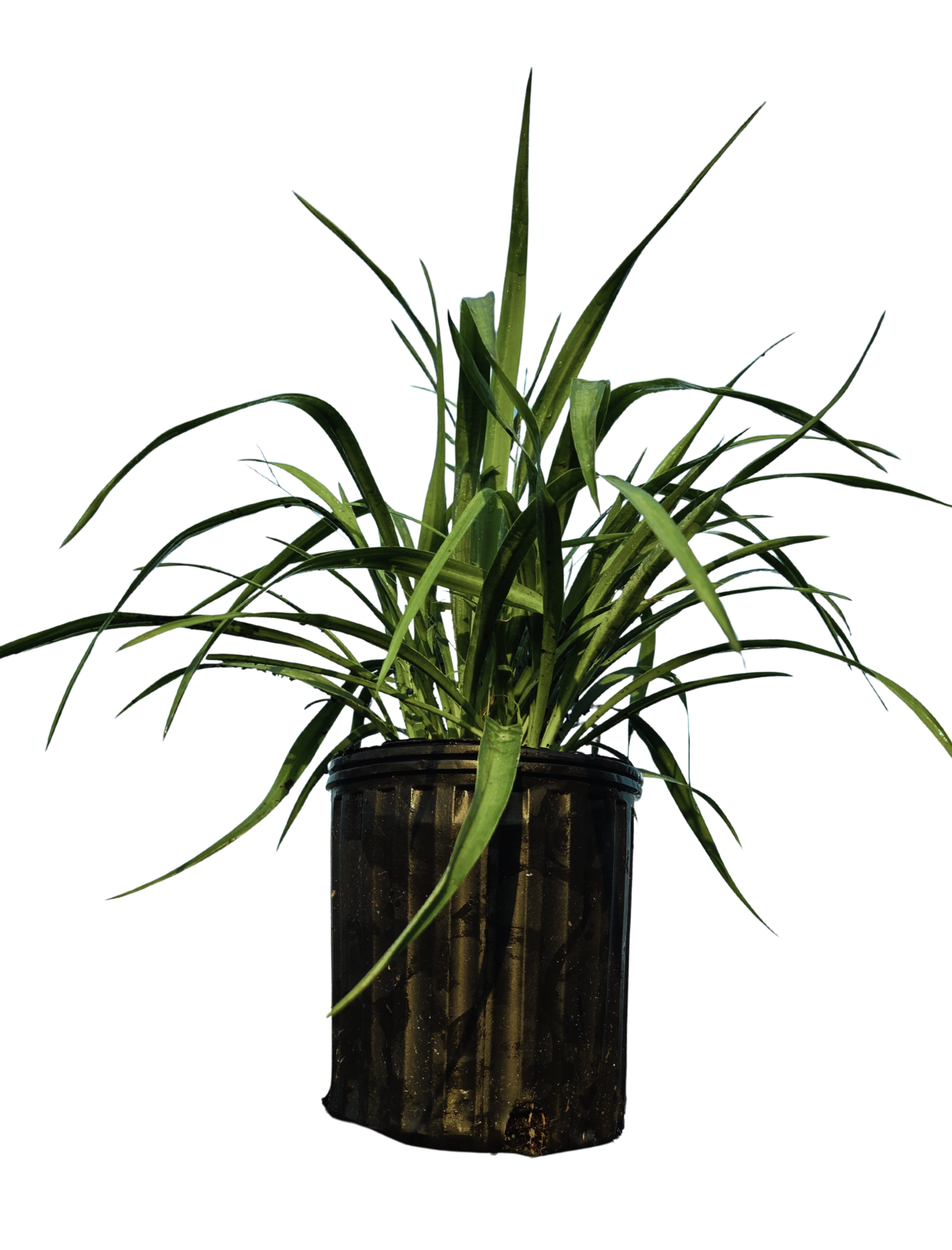 Yucca pendula | Soft Leaf Yucca