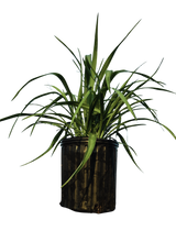 Yucca pendula | Soft Leaf Yucca