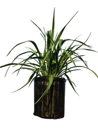 Yucca pendula | Soft Leaf Yucca