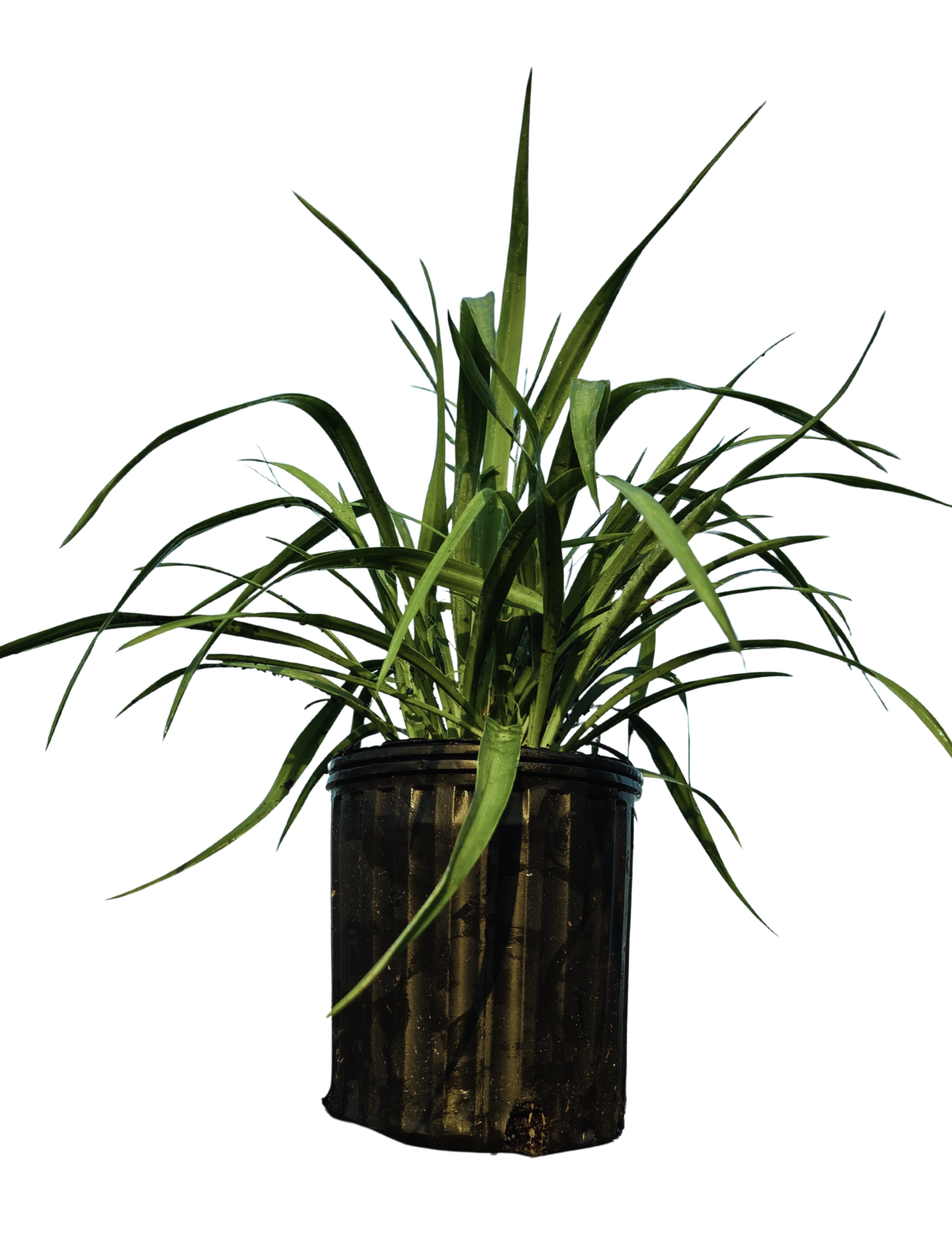 Yucca pendula | Soft Leaf Yucca