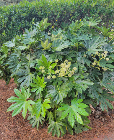 Fatsia Japonica |  Aralia sieboldi 'Fatsia japonica'