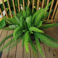 Foxtail Fern | Asparagus densiflorus 'Myers'