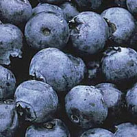 Blueberries Rabbiteye | Vaccinium ashei