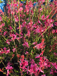 Gaura Belleza™ Dark Pink | Beeblossom
