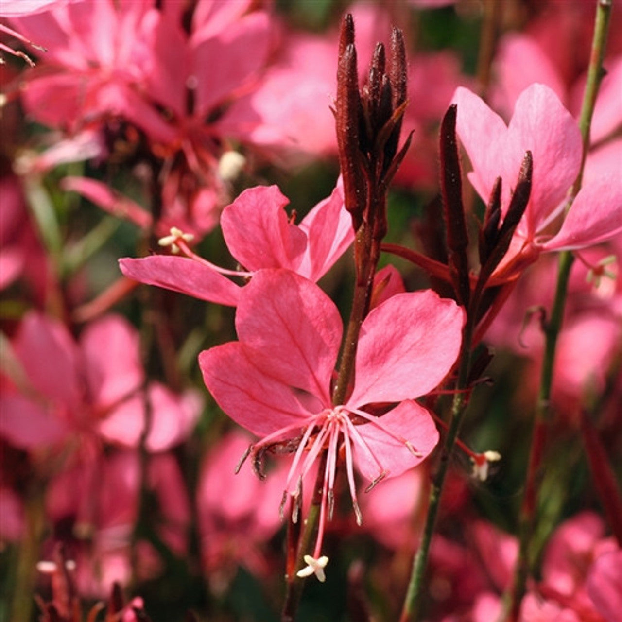 Gaura Belleza™ Dark Pink | Beeblossom