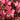 Gaura Belleza™ Dark Pink | Beeblossom