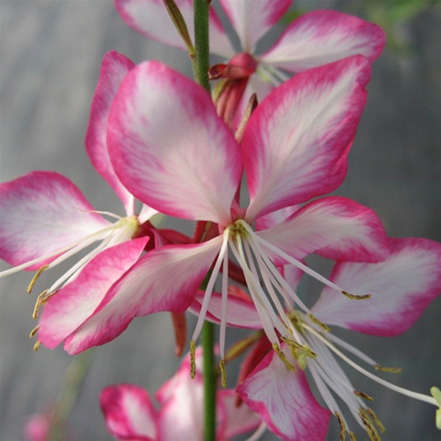 Gaura Rosy Jane PP# 22290 | Beeblossom