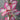 Gaura Rosy Jane PP# 22290 | Beeblossom