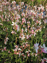 Gaura Rosy Jane PP# 22290 | Beeblossom