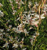 Gaura White Sparkles | Beeblossom