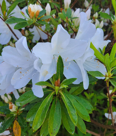 Mrs. G.G. Gerbing Azalea | Rhododendron 'Mrs. G.G. Gerbing'