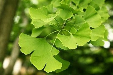 Ginkgo Tree ( Male) | Gingko biloba Maidenhair Tree