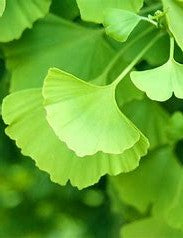 Ginkgo Tree ( Male) | Gingko biloba Maidenhair Tree