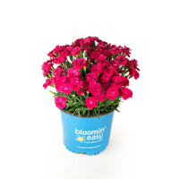 Glamour Time™ Carnation