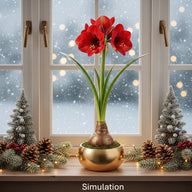 Waxed Amaryllis Bulbs