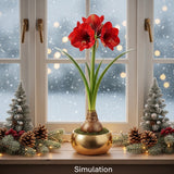 Waxed Amaryllis Bulbs