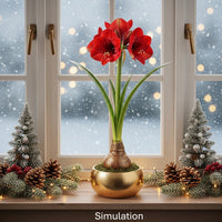 Waxed Amaryllis Bulbs