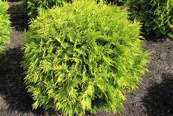 Golden Globe Arborvitae | Thuja occidentalis 'Golden Globe'