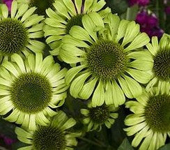 Green Jewel Coneflower | Echinacea purpurea 'Green Jewel '