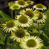 Green Jewel Coneflower | Echinacea purpurea 'Green Jewel '