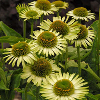 Green Jewel Coneflower | Echinacea purpurea 'Green Jewel '