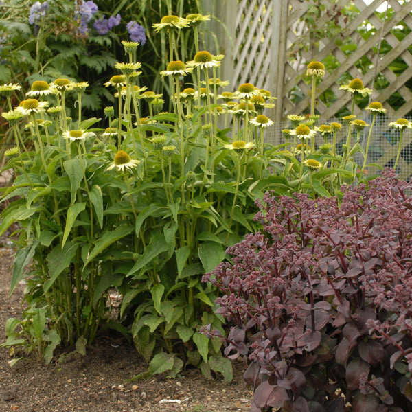 Green Jewel Coneflower | Echinacea purpurea 'Green Jewel '