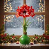 Waxed Amaryllis Bulbs