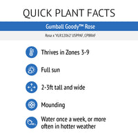 Gumball Goody™ Rose