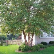 Heritage River Birch | Betula nigra 'Cully'