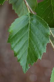 Heritage River Birch | Betula nigra 'Cully'