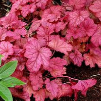 Heuchera 'Berry Smoothie'| Heuchera x 'Berry Smoothie' PP# 21,871